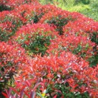 供應(yīng)紅葉石楠、紅葉石楠小苗、紅葉石楠球、高桿紅葉石楠，別名火