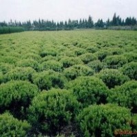 大葉黃楊，大葉黃楊苗，江蘇大葉黃楊球，大葉黃楊基地，冬青球