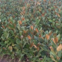 供應(yīng)：銀杏，紫薇，桂花，廣玉蘭，紫葉李，榆葉梅