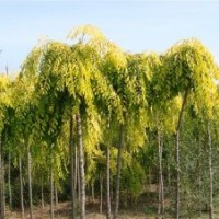 大量出售榆葉梅、金葉垂榆、金葉榆、榆樹、絲棉木、碧桃等苗木