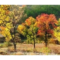 15公分多桿叢生全冠烏桕報(bào)價(jià)