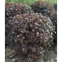 榆葉梅球，五角楓球，密枝紅葉李球，衛矛球，水蠟球，各種快柏球