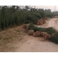 專供山西，蜀儈，側(cè)柏，北京儈，河南儈