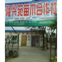 1米以上白皮松，側柏，油松