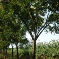 18公分欒樹價格20公分欒樹價格.欒樹又稱大夫樹