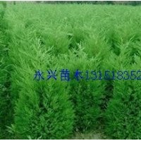 龍柏，蜀檜，灑金柏，側柏，爬地柏，刺柏，雪松，塔柏等苗木