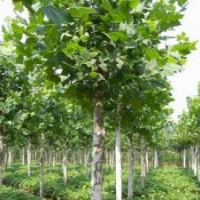 綠化苗木白蠟白蠟價格白蠟報價白蠟規(guī)格河北苗木河北白蠟國槐欒樹