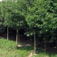 3公分大葉女貞出售、大量低價大葉女貞優惠供應