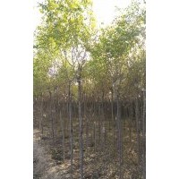 河北金枝國槐基地價格6cm金枝槐金葉槐