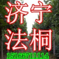 3公分速生法桐樹批發價格行情(圖)