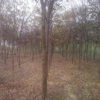 現在白櫸樹產地報價櫸樹價格信息