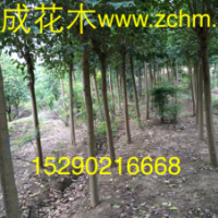 2公分河南大葉女貞批發價格