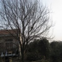 供應(yīng)紅葉李、紅葉桃、綠梅、臘梅、廣玉蘭等