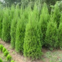 供應綠化苗木-工程苗木、色塊苗、蜀檜、檜柏、圓柏、刺柏