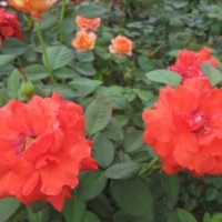 供應(yīng)觀花類植物 月季 紅帽月季 紅帽月季盆栽 綠化專用月季