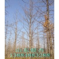 山東郯城銀杏樹-低價