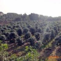 現在桂花價格，1米2米3米冠桂花價格 南京桂花