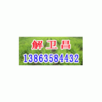 供應毛白楊，青垂柳，速生柳，金絲柳