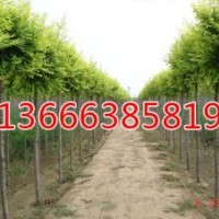 優質毛白楊，100％成活率，價格優惠