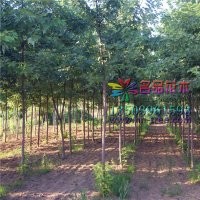 哪里有銀白槭質量好價格低