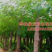 河北苗木金葉榆,國槐,法桐