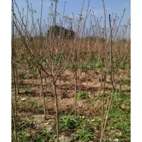 低價供應櫻花 桂花