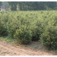 50公分華山松大量出售、大量低價供應華山松