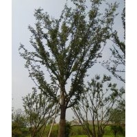 各種規(guī)格櫸樹，香樟，桂花