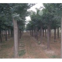 供應8公分國槐