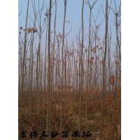 5公分欒樹價格