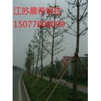 金銀花價格，金銀花批發(fā)，金銀花基地，江蘇晨希銀杏