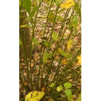 直銷衛(wèi)矛，隸棠，紅王子錦帶，迎春，海桐