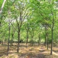 安徽白櫸樹價(jià)格15公分28公分報(bào)價(jià)