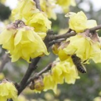 供應臘梅，臘梅苗，別名：蠟梅、黃梅花、雪里花、蠟木、蠟花、巴