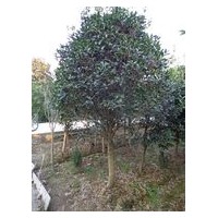 2公分桂花價(jià)格|5公分金桂價(jià)格|8公分八月桂價(jià)格
