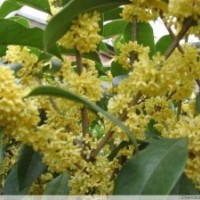 供應桂花 丹桂 金桂 銀桂 四季桂 桂花苗 沭陽桂花基地 規(guī)格齊