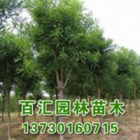 現貨出售天目瓊花
