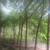 5公分欒樹.8公分欒樹.12公分欒樹