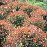 江蘇南京2米冠紅葉石楠球價格江蘇南京2.5米冠紅葉石楠球價格