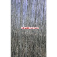 新疆楊價(jià)格