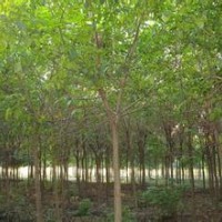 提供10公分優質重陽木銷售基地