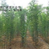 1年生國槐小苗大量出售、大量國槐小苗低價供應