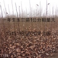 紫花玉蘭小苗0.5-2米高基地供應白花玉蘭樹苗量大