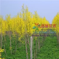 哪里有金葉白蠟價格低質量好