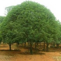 供應胸徑18厘米移栽桂花樹，22厘米桂花樹，湖南桂花樹