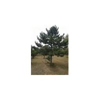 出售 供應 油松，各種規格 1-10米