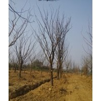 樸樹1-40公分， 叢生樸樹20-300公分 ，