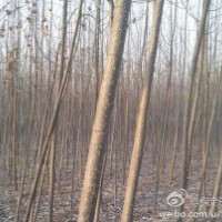 包的地到期,低價處理速生楊10萬棵,給錢就賣
