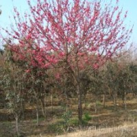 國槐、白蠟、火炬、法桐、香花槐