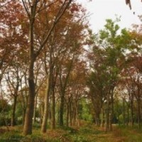 15公分白櫸樹價格.20公分櫸樹報價（紅櫸樹價格）5公分櫸樹